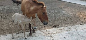Символичное совпадение: в одесском зоопарке родилась редкая лошадь
