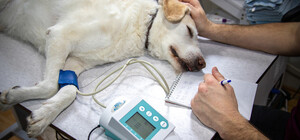 Вместо груминга: в ветклинике под Киевом самовольно прооперировали собаку