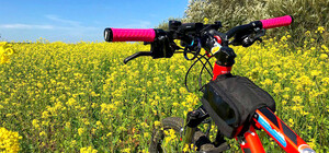 Тренируйся к поездкам: в Одесской области появятся велодорожки 