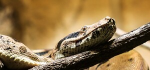 Уполз на прогулке: в Голосеево потерялся ручной двухметровый удав