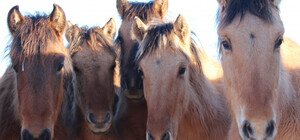 Снова катает туристов: в Одессе заметили в упряжке лошадь, которая недавно сломала ногу 