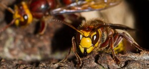 Ой, мамочки: в Днепре на балконе квартиры поселился рой шершней