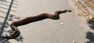 Можно не бояться: сбежавшего в Голосеево удава Антона нашли на том же месте