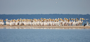 Красота: в Молочный лиман прилетели розовые пеликаны