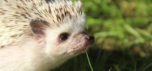 Слов нет: в Запорожье живьем замуровали семью ежиков