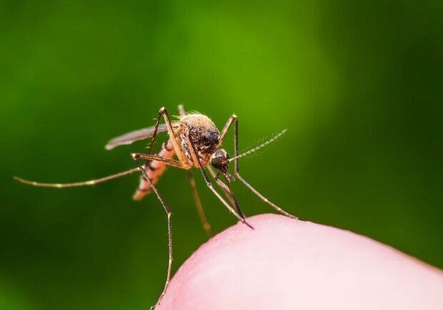 Харьковчанка заразилась тропической малярией. Фото: fishki.net