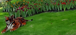 С тигром и цветами: в Харькове выбрали лучший двор