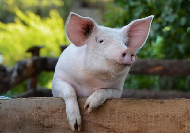 В национальном парке под Харьковом выявили африканскую чуму свиней. Фото: liebehaustier.com