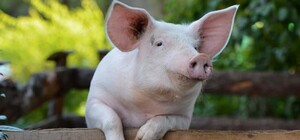 Карантин в национальном парке: под Харьковом выявили африканскую чуму свиней