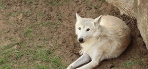 Полярный волк, три рыси, горные гуси: на локации 