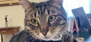 Допоможіть знайти: у Львові загубився котячий мер Левчик