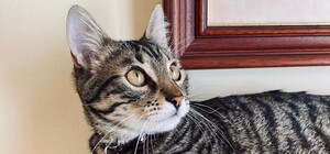 Нагулявся: кіт Левчик повернувся до міської ради