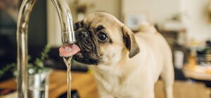 Делайте запасы: жители Приднепровска останутся без питьевой воды