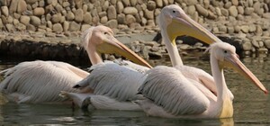 С водопадом: в Харьковском зоопарке открыли новую локацию для пеликанов и бакланов