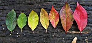 Не пали: де у Львові здати сухе листя