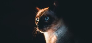 Пушистая рецидивистка: кошка, спасенная в метро, сбежала от волонтеров