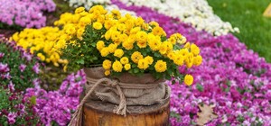 Окунись в романтику: на Спивочем откроется выставка хризантем 