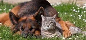 Приходи с любимцем: в Киеве отметят Всемирный день защиты животных