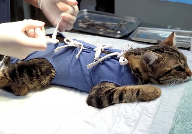 В Харькове начали проводить стерилизацию животных для льготников. Фото: facebook.com/animals.kharkov