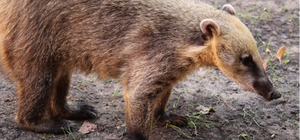 Видеофакт: в Харьковский зоопарк поселили новых животных