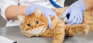 Не топите котят: где в Днепре можно стерилизовать животных за 200 гривен