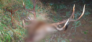 Безжалостный браконьер: в Чернобыльской зоне охотник убил и расчленил оленя