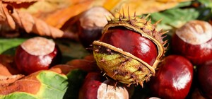 Можно заработать: в Полтаве начали принимать на переработку каштаны