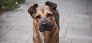 Найди мохнатых: киевлян просят помочь с подсчетом бездомных животных