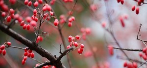 Побили рекорд: запорожский кизиловый сад станет самым большим в Украине