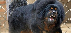 Насмерть: в Харькове пять бойцовских собак загрызли женщину