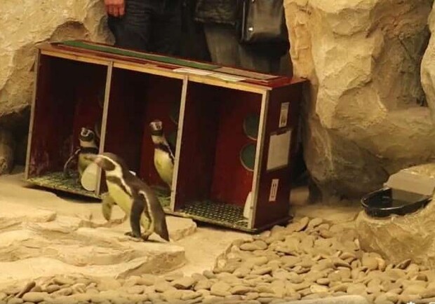 В Харьковском зоопарке поселились пингвины Гумбольдта. Фото: скриншот видео