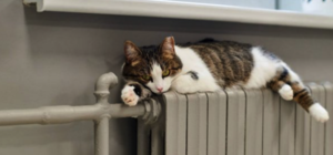 Підготовка до зими - командна гра керуючих компаній та мешканців