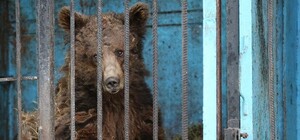 Наконец-то: медведей из запорожского зоопарка отправили в Голландию