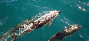 Трогательное зрелище: на 