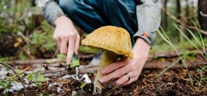 Будьте осторожны: в Запорожской области семья отравилась грибами