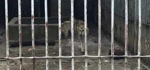 Одинокий и худой: в каких условиях живет волк из запорожского зоопарка