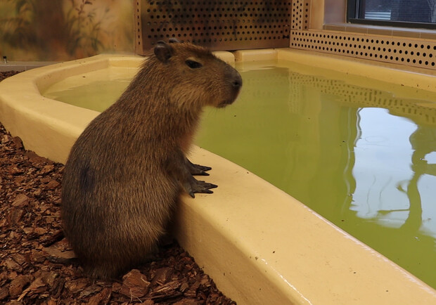 Капибары в Харьковском зоопарке переехали в вольер с теплым бассейном 