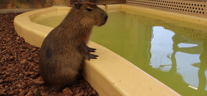 Капибары в Харьковском зоопарке переехали в вольер с теплым бассейном