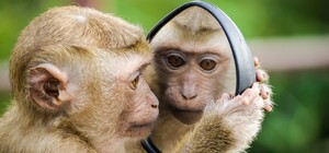 Львів'ян просять допомогти врятувати зелену мартишку