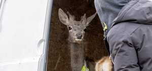 В Одесскую область завезли ланей и оленей