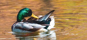 В парке Глобы запретили кормить птиц