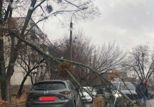 В Харькове от сильного ветра рухнули деревья и светофор. 