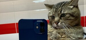 Valentino заказали рекламу у кота Степана из Харькова