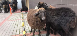 На митинг под КГГА в маршрутке привезли баранов: их изъяли и отдали в зоопарк