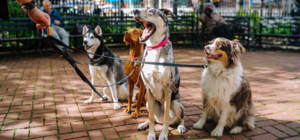 Где киевляне могут выгулять свою собаку: онлайн-карта