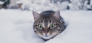 Какой будет в Киеве погода в декабре: будет ли снег на Новый год