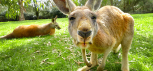Кенгуру и шимпанзе: в Харьковском зоопарке появятся новые животные