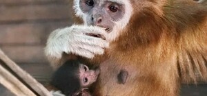 В харьковском экопарке в семье гиббонов впервые родился малыш