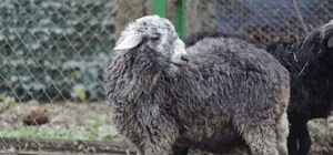 Как сложилась судьба баранов, которых привезли на маршрутке под здание КГГА