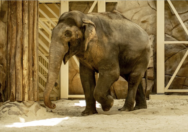 В Харьковском зоопарке появятся новые слоны. 